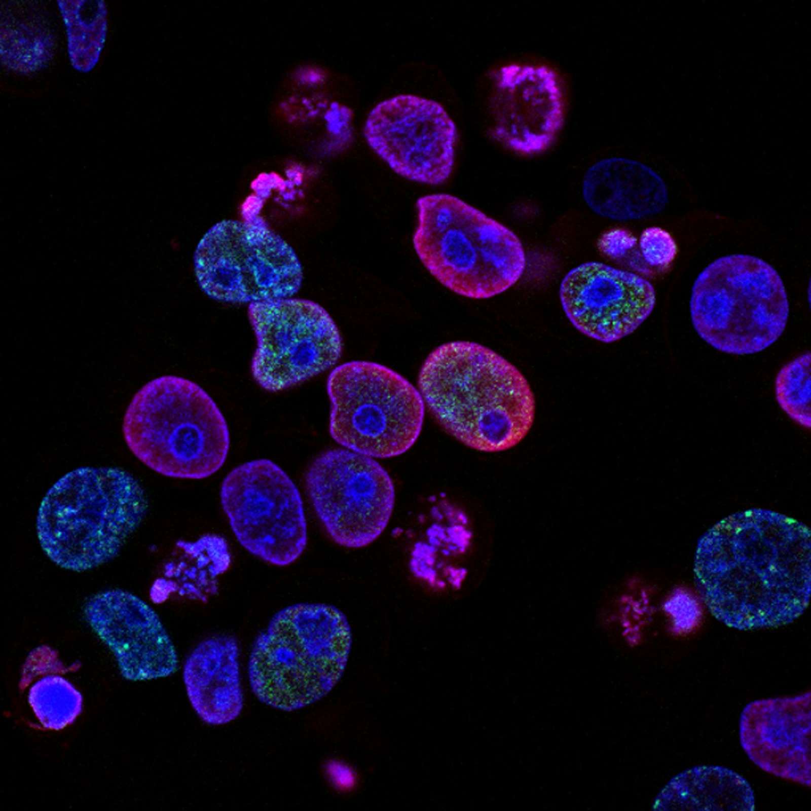 Research microscopy setup: biology and materials workstreams called out in Genesis and GPT-Rosalind access
