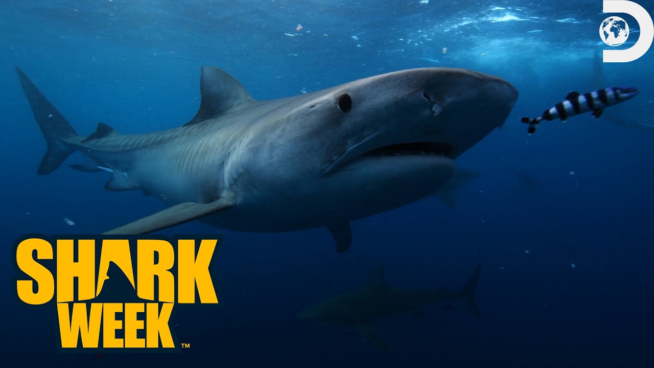 Shark Week poster